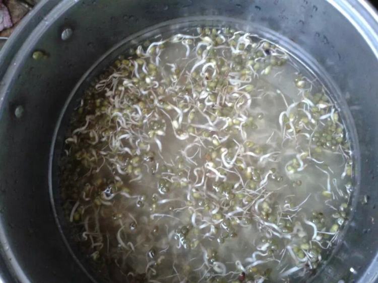 自发绿豆芽步骤4