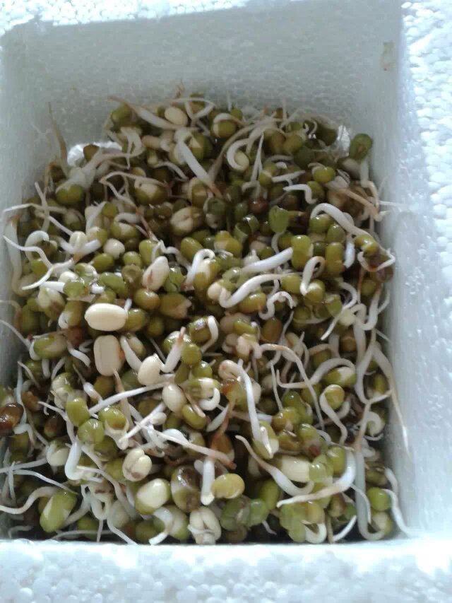 自发绿豆芽步骤5