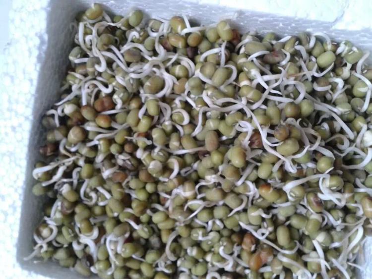 自发绿豆芽步骤6