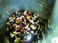 薏米三豆浆步骤4