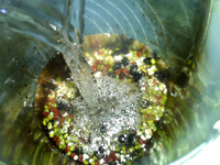 薏米三豆浆步骤5