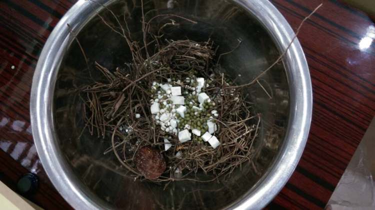 鸡骨草茯苓猪横利养肝步骤1