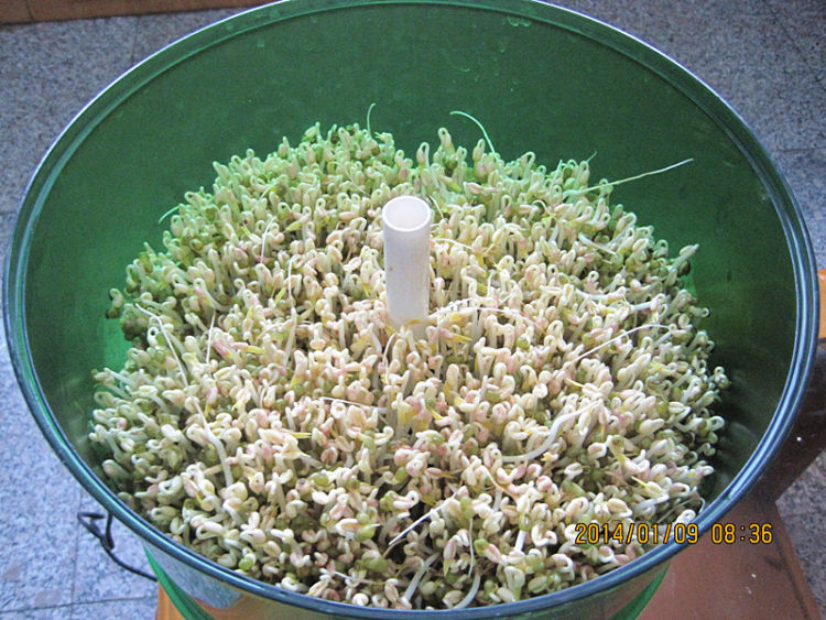 自生绿豆芽步骤9