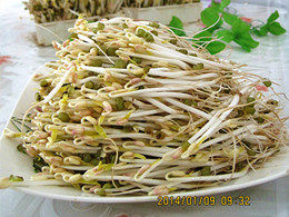 自生绿豆芽步骤10