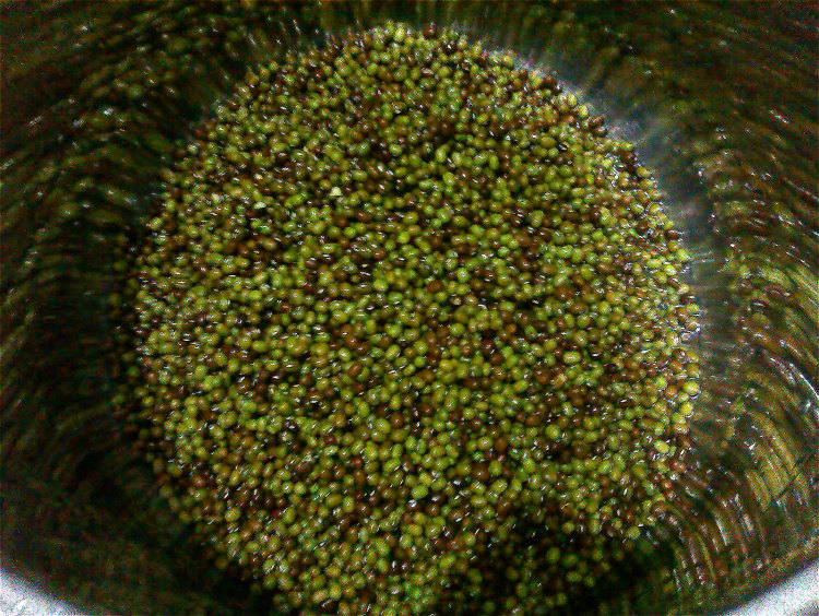 木糖醇桂花绿豆馅步骤1