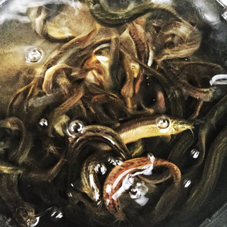 干煸鳅鱼步骤1