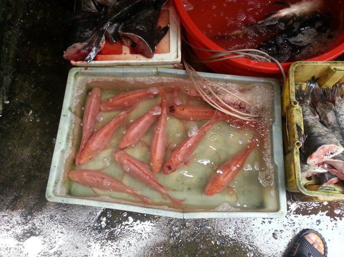 清蒸红鲫步骤1