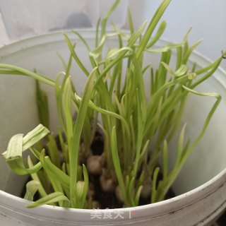 蒜黄炒茼蒿杆步骤1