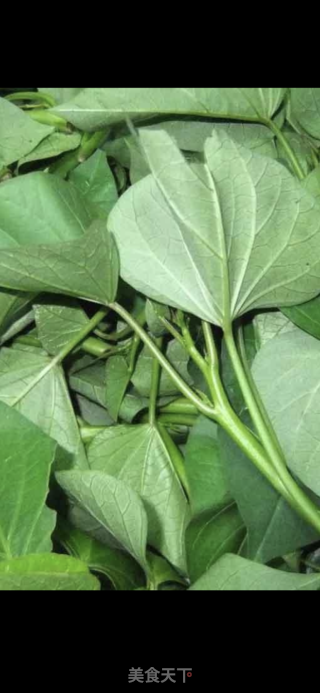 黄豆酱炒番薯叶步骤1