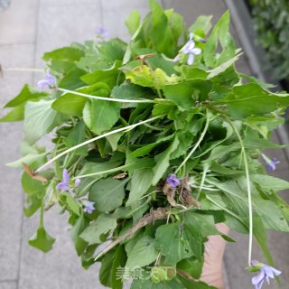 鸡蛋炒紫花地丁步骤2