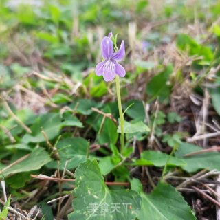 鸡蛋炒紫花地丁步骤1