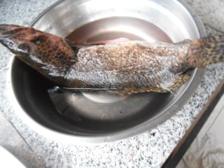 清炖鳌花鱼步骤1