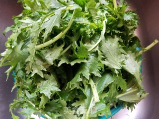 蒜蓉炒京水菜步骤1