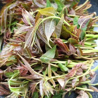 麻辣肠炒香椿步骤1