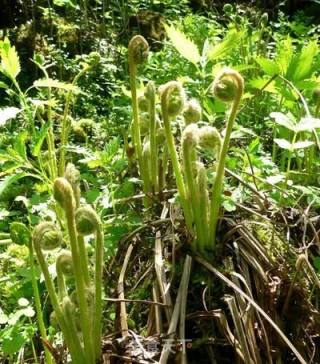 猴腿炒土豆丝步骤1