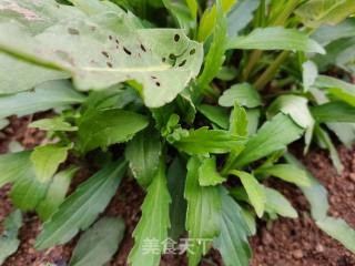 马兰头炒豆干笋  步骤1