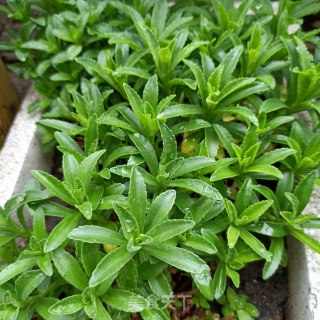 鸡肝木耳炒养心菜步骤1