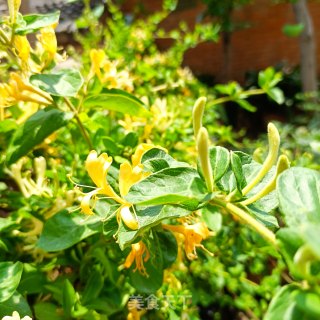 金银花蜜枣步骤1