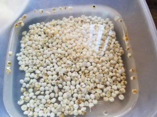 川贝雪梨炖雪耳步骤2