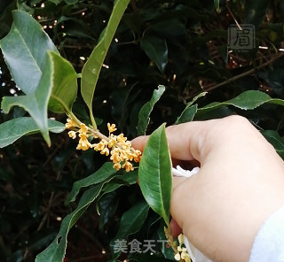 桂花糖浆步骤1