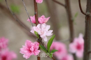 千层芒果蛋糕步骤17 千层芒果蛋糕步骤17