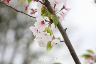 千层芒果蛋糕步骤16 千层芒果蛋糕步骤16